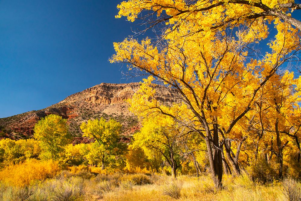 USA, New Mexico, Jemez National Recreation Area. Cliff and cottonwood trees in autumn. art print by Jaynes Gallery for $57.95 CAD