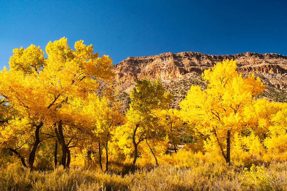 USA, New Mexico, Jemez National Recreation Area. Cliff and cottonwood trees in autumn. art print by Jaynes Gallery for $57.95 CAD