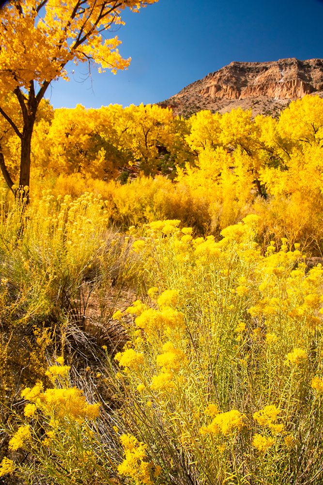 USA, New Mexico, Jemez National Recreation Area. Cliff and cottonwood trees in autumn. art print by Jaynes Gallery for $57.95 CAD