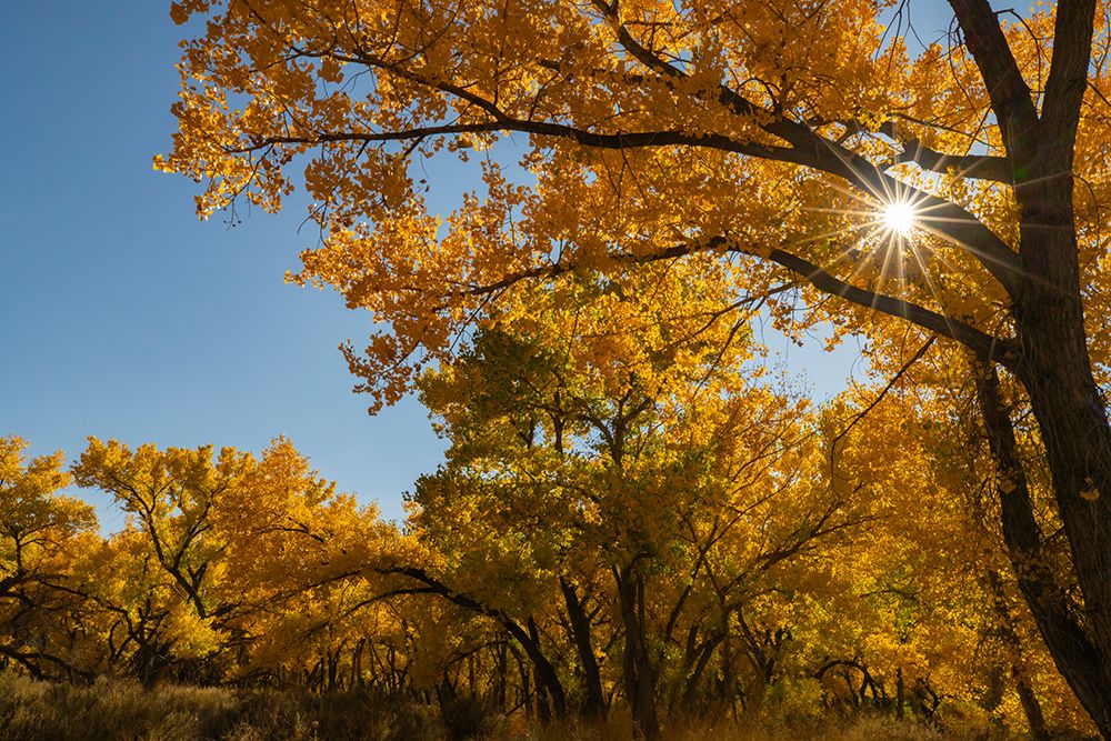 USA, New Mexico, Jemez National Recreation Area. Sun star and cottonwood trees in autumn. art print by Jaynes Gallery for $57.95 CAD