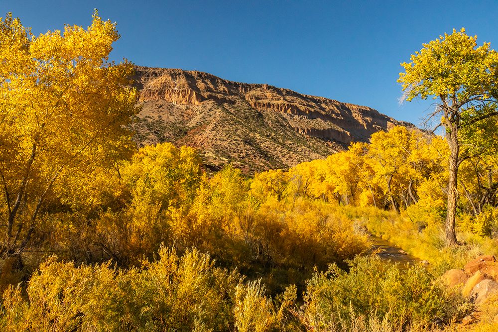 USA, New Mexico, Jemez National Recreation Area. Cottonwood trees around stream. art print by Jaynes Gallery for $57.95 CAD