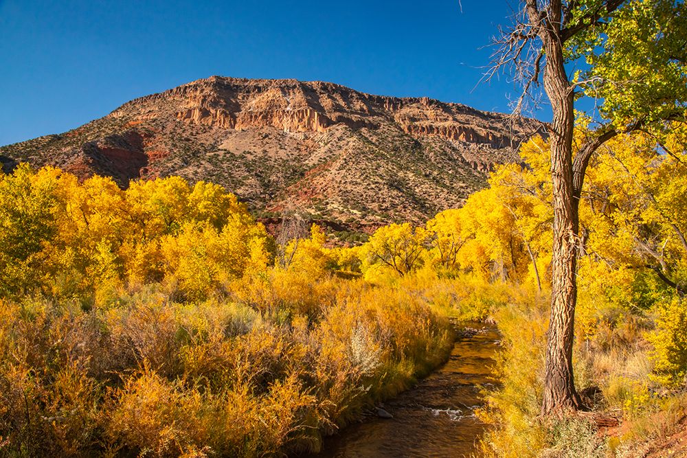USA, New Mexico, Jemez National Recreation Area. Cottonwood trees and willows around stream. art print by Jaynes Gallery for $57.95 CAD
