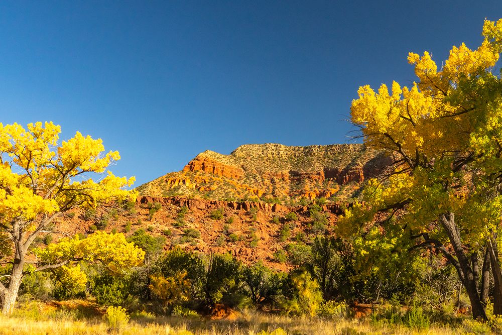 USA, New Mexico, Jemez National Recreation Area. Cliff and cottonwood trees in autumn. art print by Jaynes Gallery for $57.95 CAD