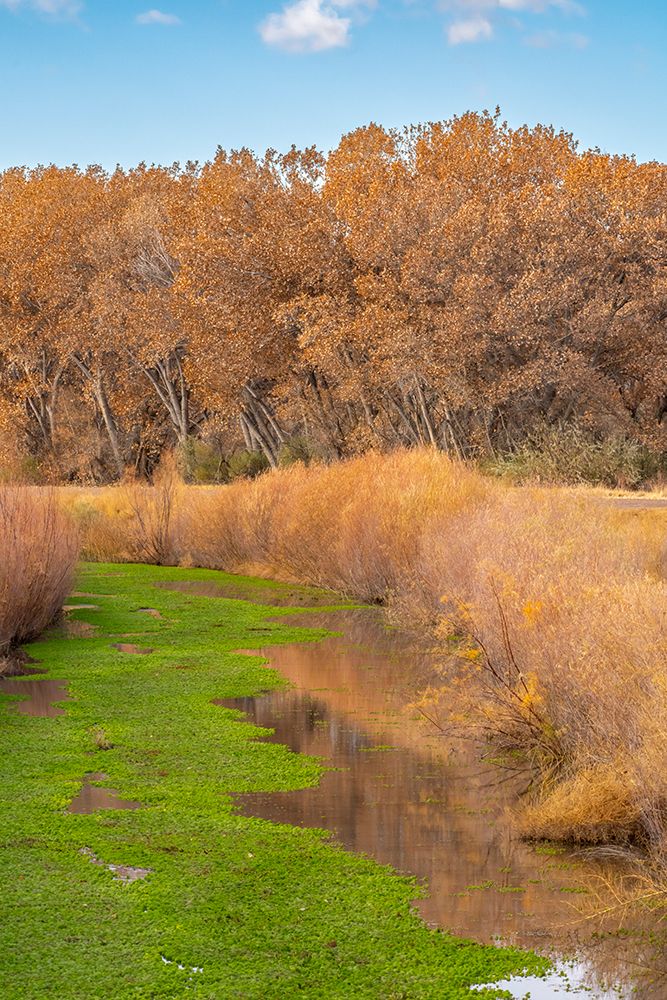 USA, New Mexico, Bosque Del Apache National Wildlife Refuge. Stream and forest in autumn. art print by Jaynes Gallery for $57.95 CAD