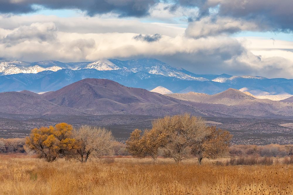 USA, New Mexico, Bosque Del Apache National Wildlife Refuge. Cottonwood trees and mountains. art print by Jaynes Gallery for $57.95 CAD