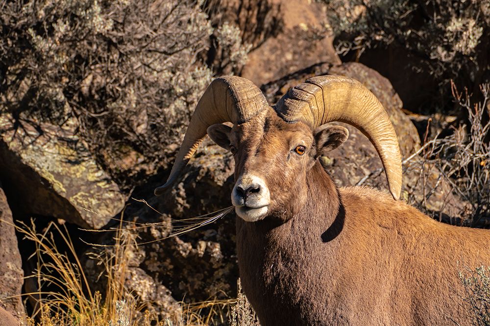 USA, New Mexico, Rio Grande del Norte National Monument. Bighorn sheep ram eating. art print by Jaynes Gallery for $57.95 CAD