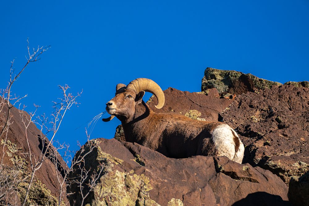 USA, New Mexico, Rio Grande del Norte National Monument. Bighorn sheep ram eating. art print by Jaynes Gallery for $57.95 CAD