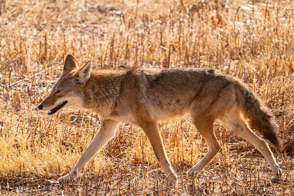 USA, New Mexico, Bosque Del Apache National Wildlife Refuge. Coyote walking in grass stubble. art print by Jaynes Gallery for $57.95 CAD