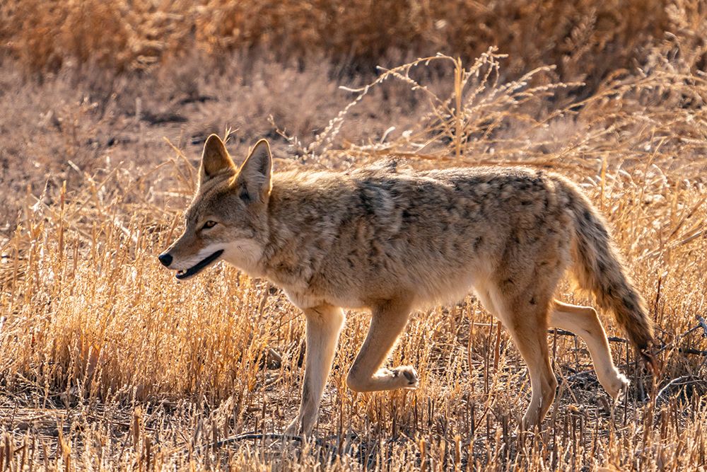 USA, New Mexico, Bosque Del Apache National Wildlife Refuge. Coyote walking in grass. art print by Jaynes Gallery for $57.95 CAD