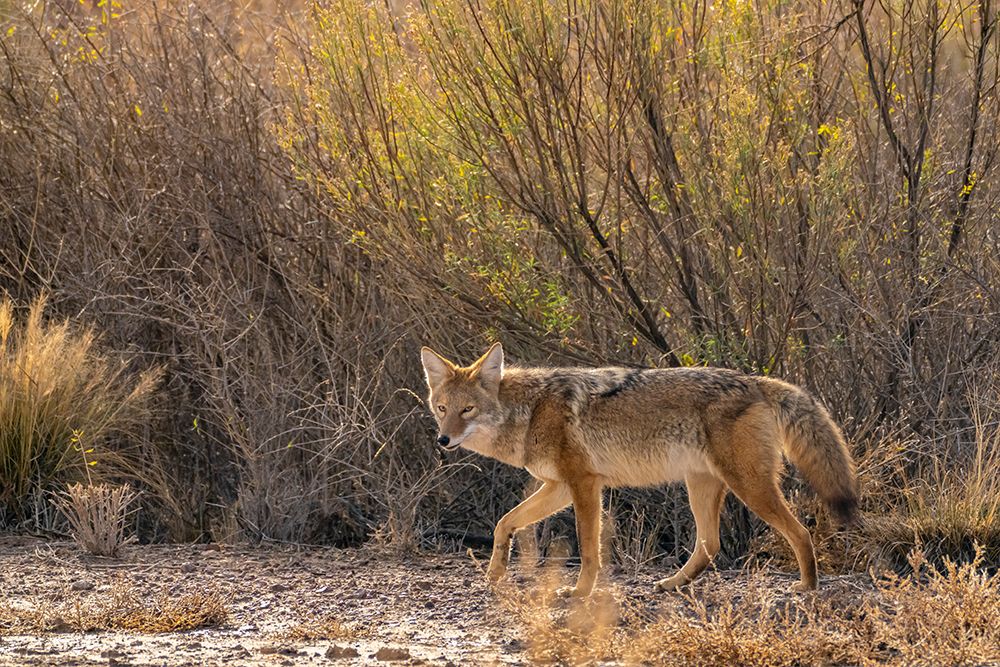 USA, New Mexico, Bosque Del Apache National Wildlife Refuge. Coyote walking in muddy field. art print by Jaynes Gallery for $57.95 CAD