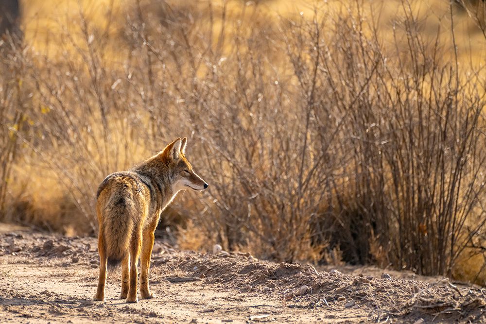 USA, New Mexico, Bosque Del Apache National Wildlife Refuge. Coyote standing in field. art print by Jaynes Gallery for $57.95 CAD