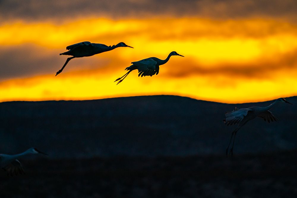 USA, New Mexico, Bosque Del Apache National Wildlife Refuge. Sandhill cranes landing at sunset. art print by Jaynes Gallery for $57.95 CAD