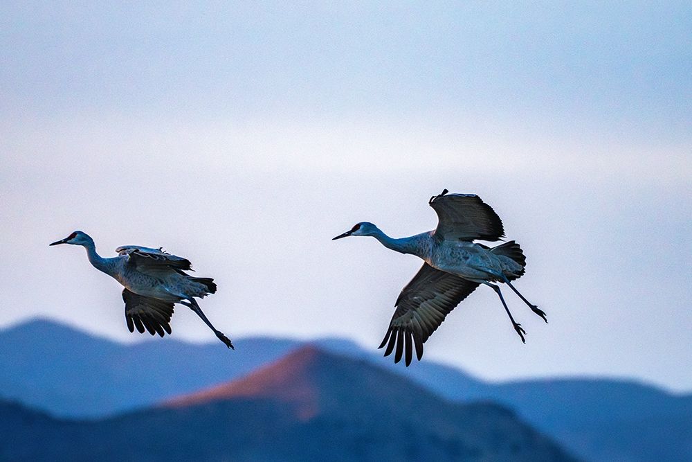 USA, New Mexico, Bosque Del Apache National Wildlife Refuge. Sandhill cranes landing at sunset. art print by Jaynes Gallery for $57.95 CAD