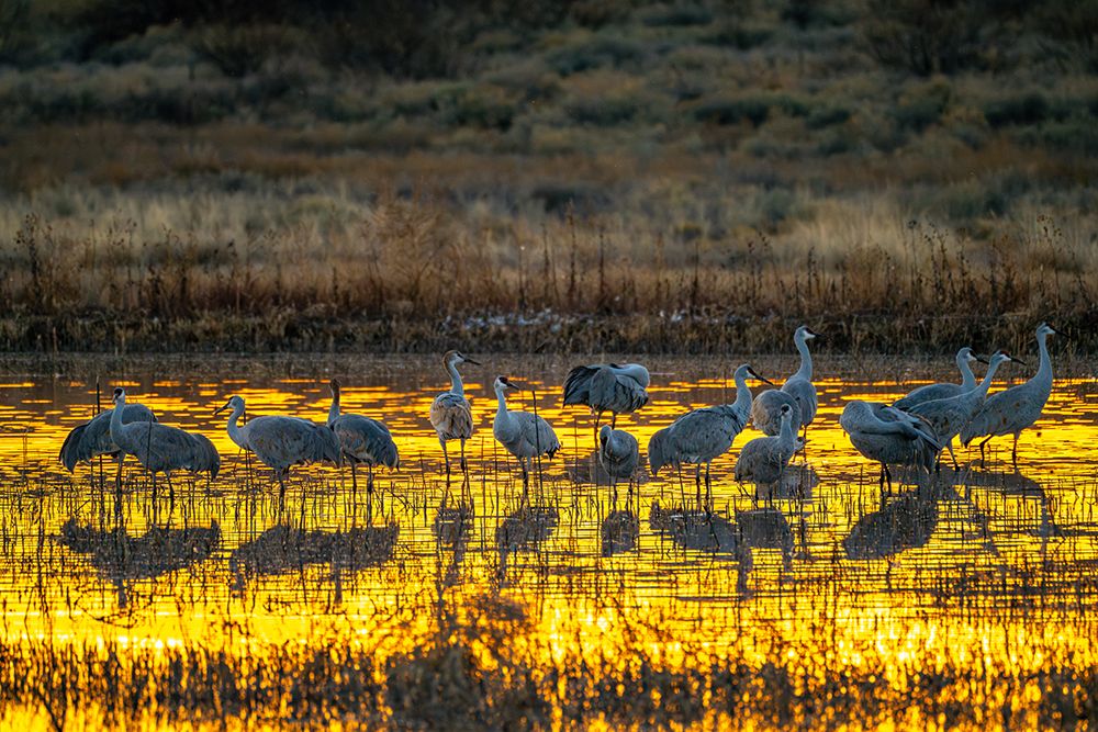 USA, New Mexico, Bosque Del Apache National Wildlife Refuge. Sandhill cranes in water at sunset. art print by Jaynes Gallery for $57.95 CAD