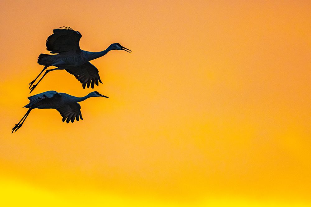 USA, New Mexico, Bosque Del Apache National Wildlife Refuge. Sandhill crane landing at sunset. art print by Jaynes Gallery for $57.95 CAD