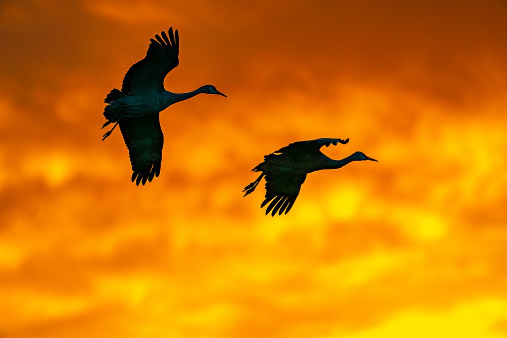 USA, New Mexico, Bosque Del Apache National Wildlife Refuge. Sandhill crane landing at sunset. art print by Jaynes Gallery for $57.95 CAD