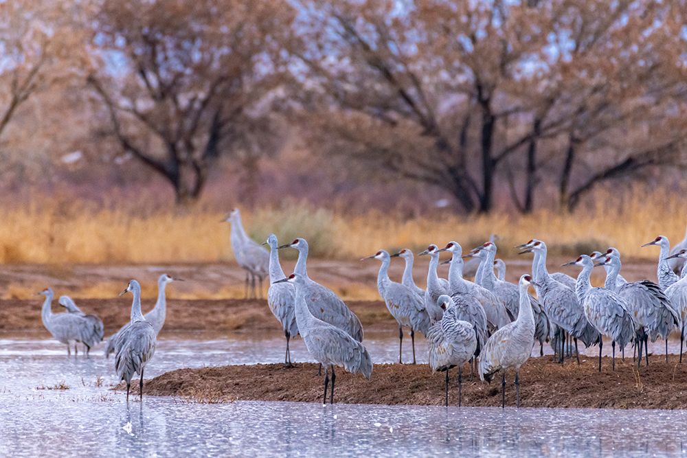 USA, New Mexico, Ladd S. Gordon Waterfowl Complex. Sandhill crane flock and water. art print by Jaynes Gallery for $57.95 CAD