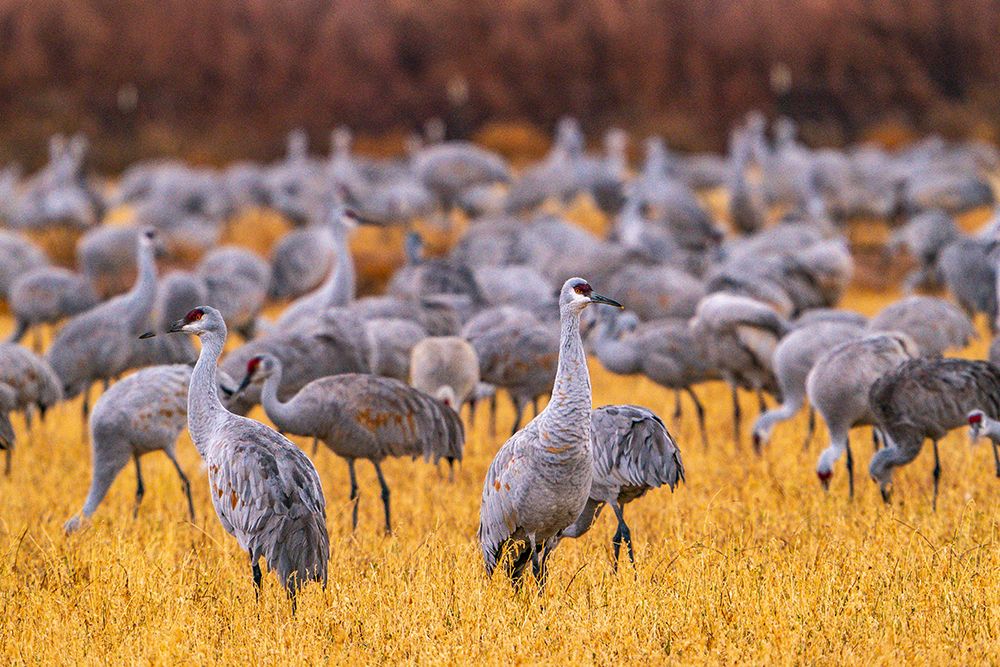 USA, New Mexico, Ladd S. Gordon Waterfowl Complex. Sandhill crane flock in grass. art print by Jaynes Gallery for $57.95 CAD