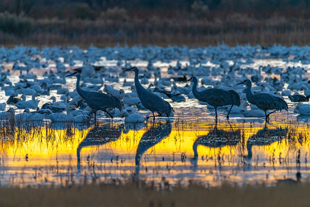 USA, New Mexico, Bosque Del Apache National Wildlife Refuge. Birds in water at sunrise. art print by Jaynes Gallery for $57.95 CAD