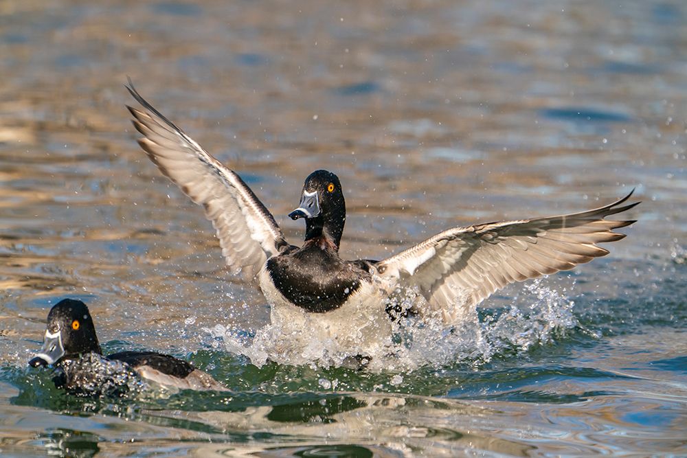 USA, New Mexico, Socorro County. Ring-necked duck landing in water. art print by Jaynes Gallery for $57.95 CAD