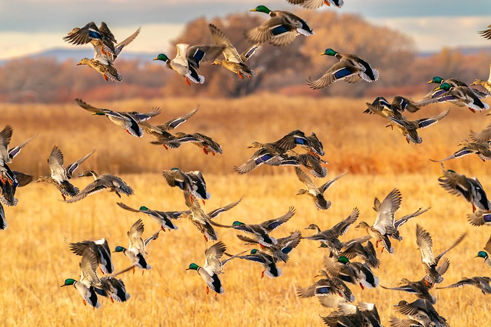 USA, New Mexico, Bosque Del Apache National Wildlife Refuge. Mallard duck flock in flight. art print by Jaynes Gallery for $57.95 CAD