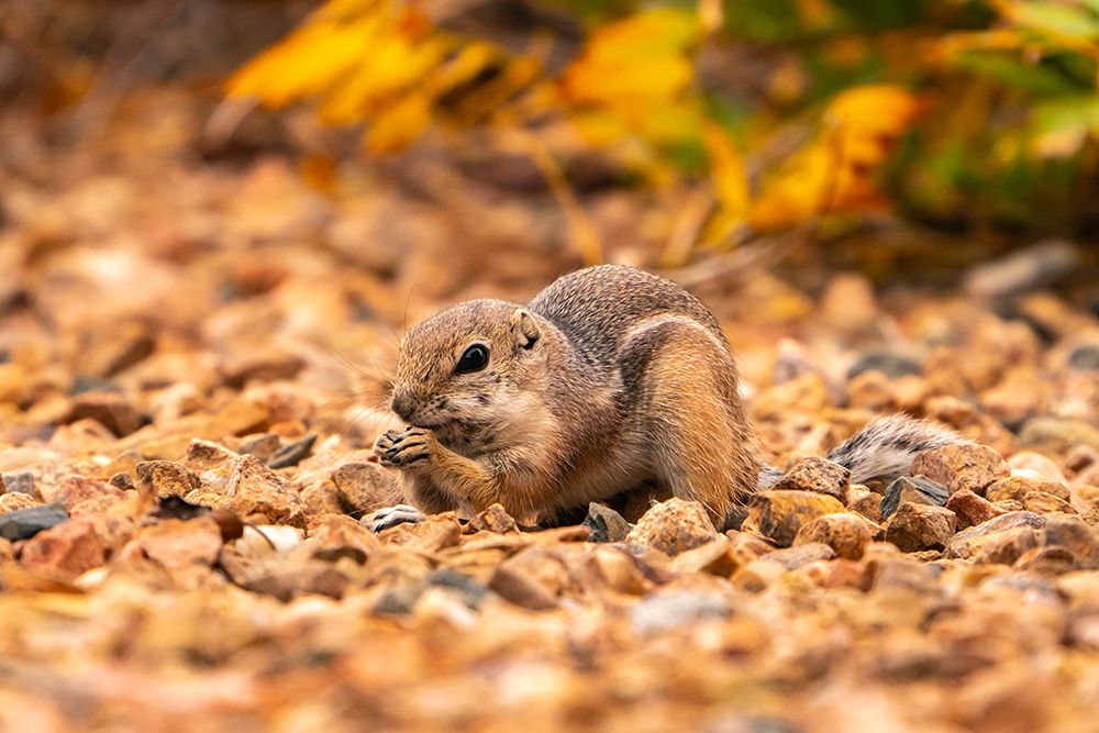 USA, New Mexico, Sandoval County. Texas antelope ground squirrel eating. art print by Jaynes Gallery for $57.95 CAD