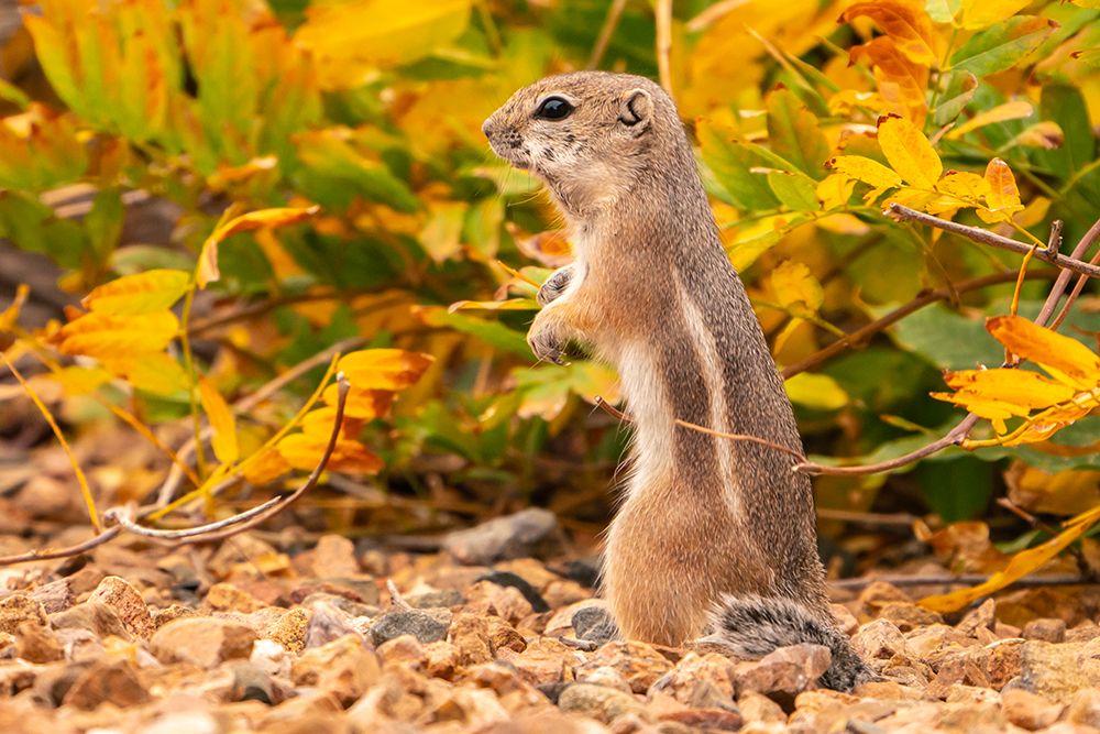 USA, New Mexico, Sandoval County. Texas antelope ground squirrel eating. art print by Jaynes Gallery for $57.95 CAD
