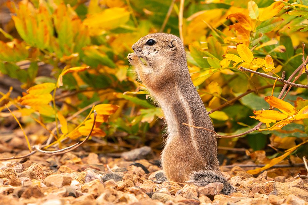 USA, New Mexico, Sandoval County. Texas antelope ground squirrel eating. art print by Jaynes Gallery for $57.95 CAD