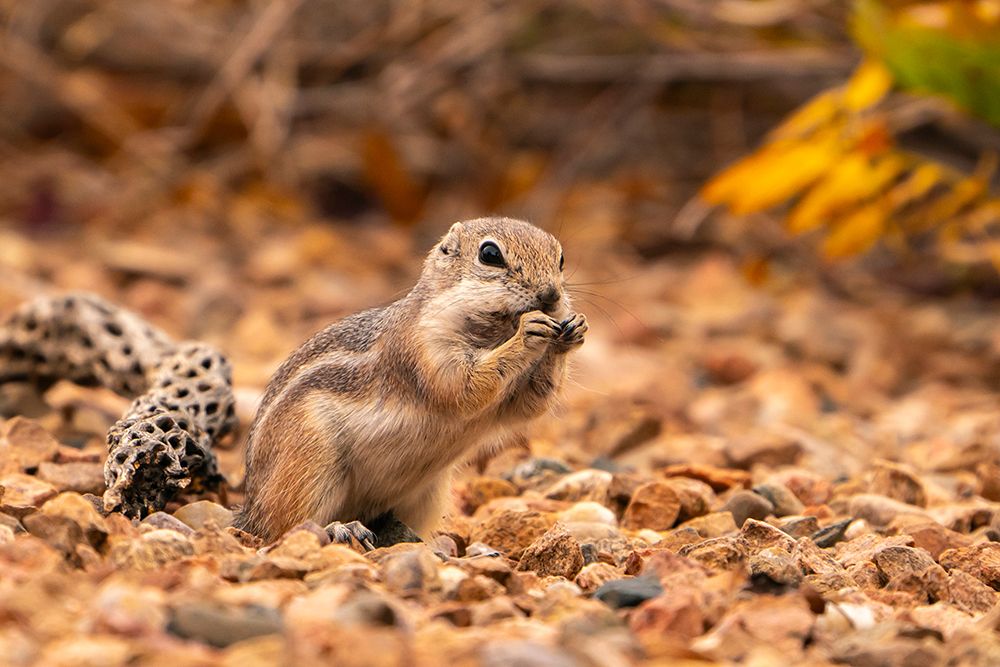USA, New Mexico, Sandoval County. Texas antelope ground squirrel eating. art print by Jaynes Gallery for $57.95 CAD