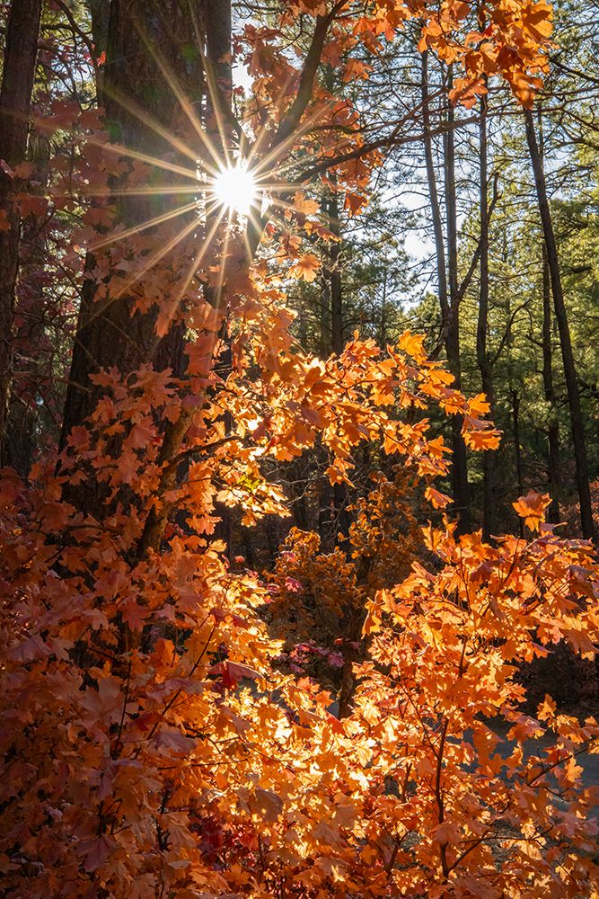 USA, New Mexico, Manzano Mountains. Sunburst on autumn maple tree. art print by Jaynes Gallery for $57.95 CAD