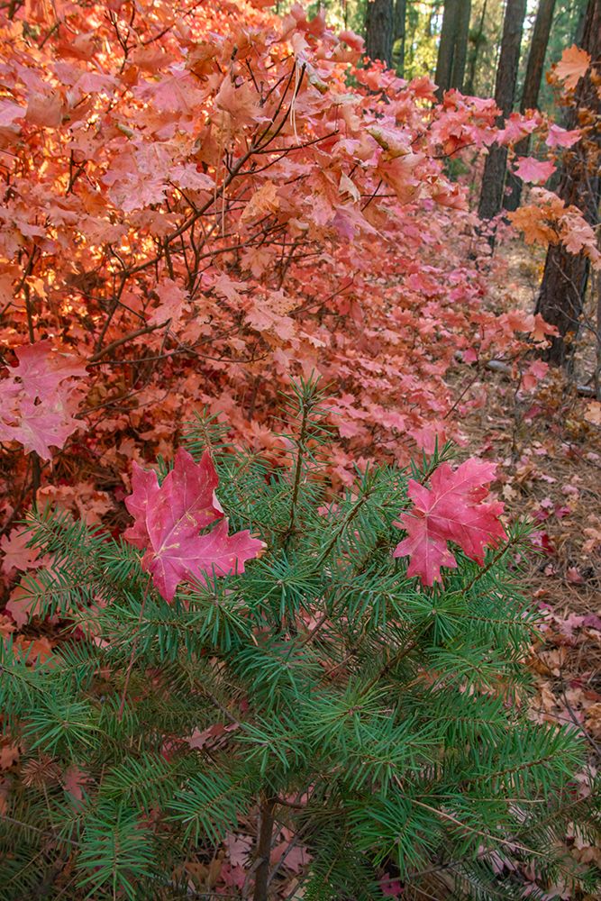 USA, New Mexico, Manzano Mountains. Autumn maple and pine tree. art print by Jaynes Gallery for $57.95 CAD