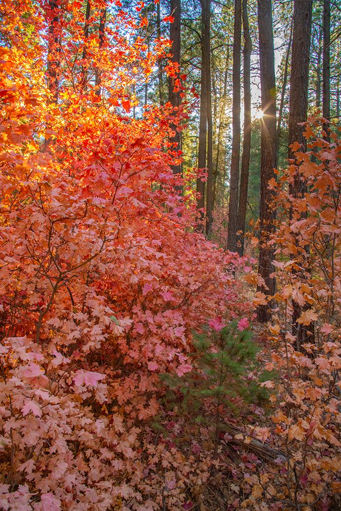 USA, New Mexico, Manzano Mountains. Sunlight on autumn maple and pine tree. art print by Jaynes Gallery for $57.95 CAD