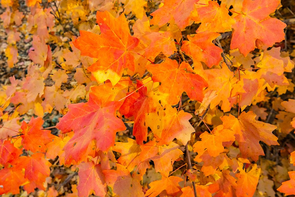 USA, New Mexico, Manzano Mountains. Autumn foliage on maple tree. art print by Jaynes Gallery for $57.95 CAD