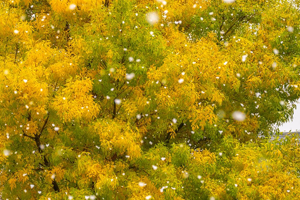 USA, New Mexico. Falling snow and autumn leaves on trees. art print by Jaynes Gallery for $57.95 CAD