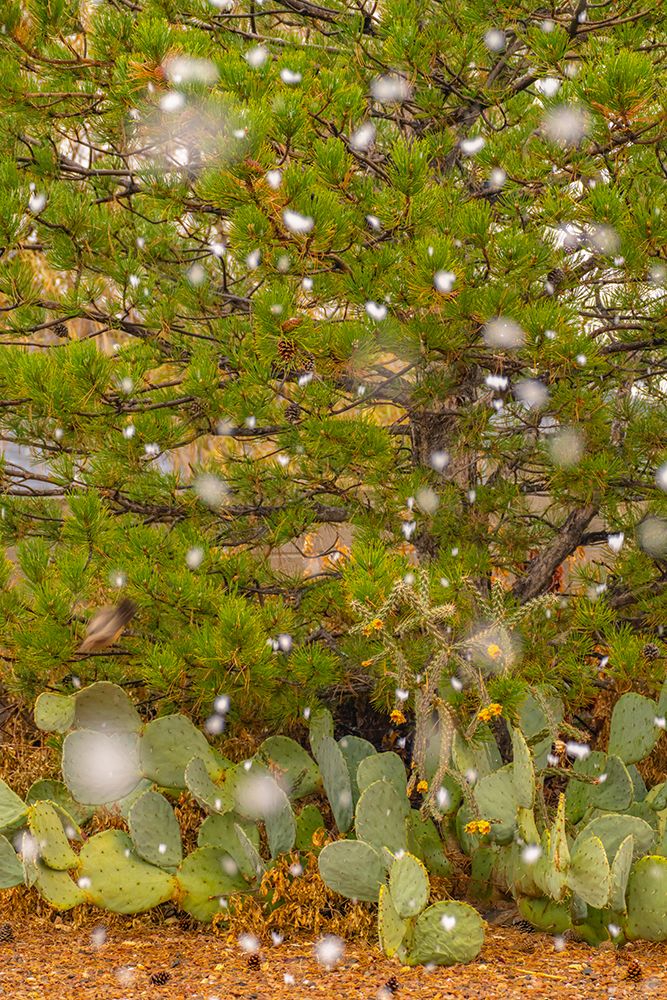 USA, New Mexico. Falling snow on pine tree and cacti. art print by Jaynes Gallery for $57.95 CAD