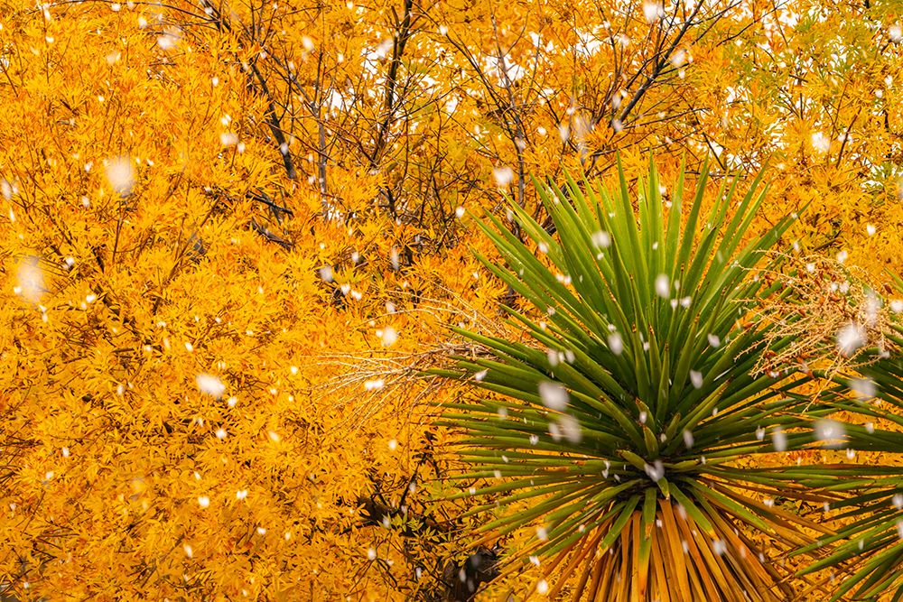USA, New Mexico. Falling snow and autumn leaves on tree and yucca. art print by Jaynes Gallery for $57.95 CAD