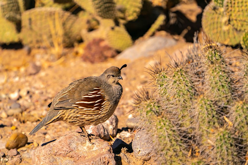 USA, New Mexico, Bosque Del Apache National Wildlife Refuge. Gambels quail, female and cactus. art print by Jaynes Gallery for $57.95 CAD