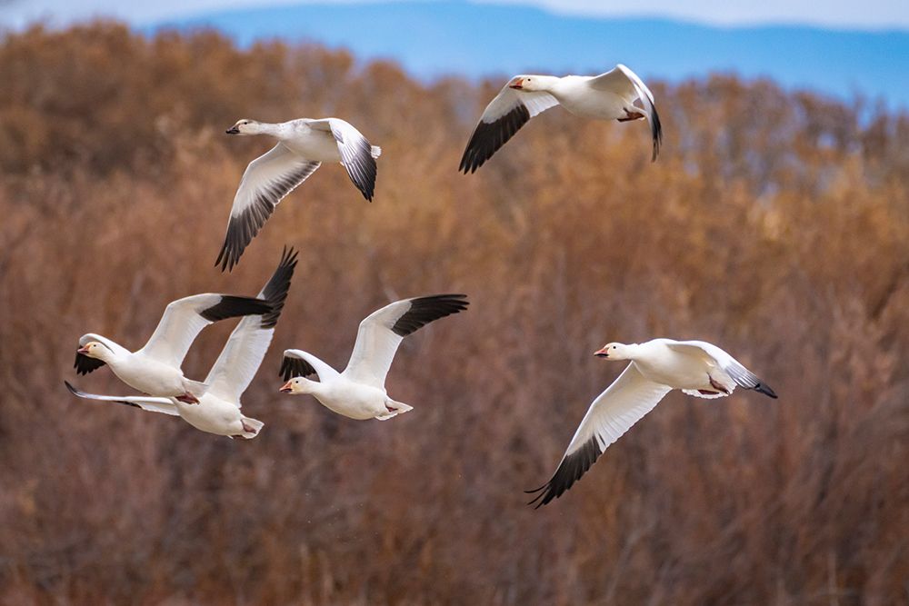 USA, New Mexico, Bosque Del Apache National Wildlife Refuge. Snow geese in flight. art print by Jaynes Gallery for $57.95 CAD