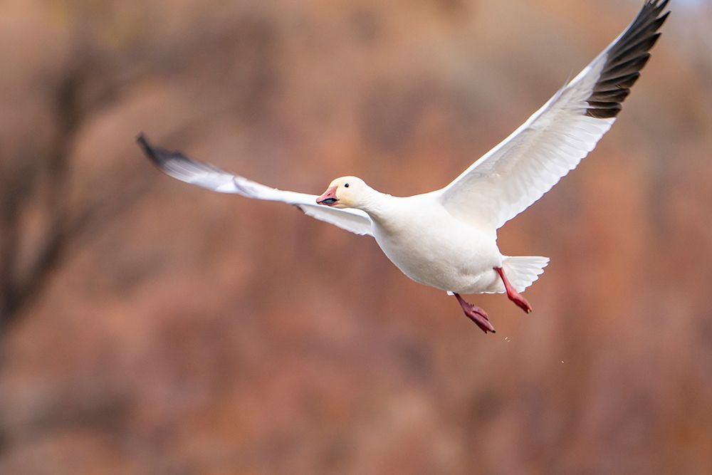 USA, New Mexico, Bosque Del Apache National Wildlife Refuge. Snow goose in flight. art print by Jaynes Gallery for $57.95 CAD