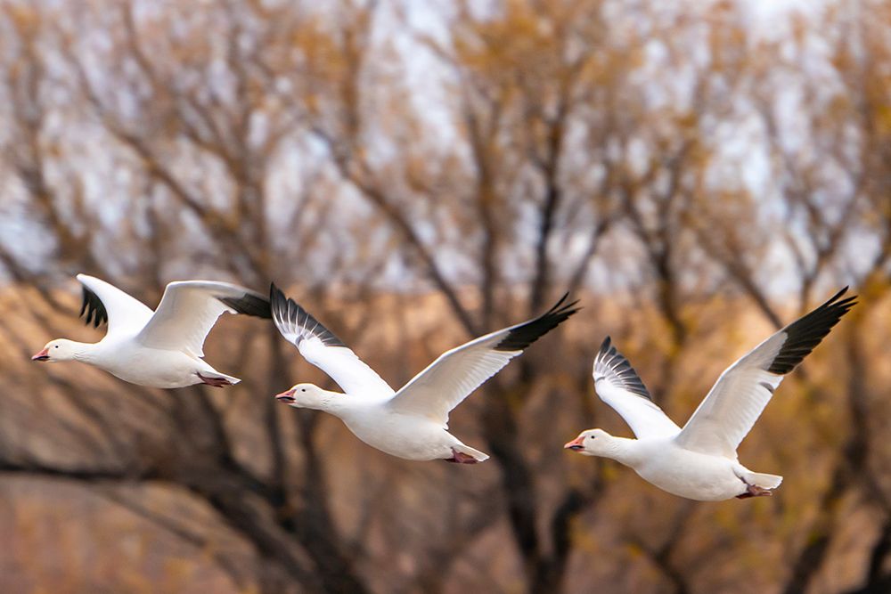 USA, New Mexico, Bosque Del Apache National Wildlife Refuge. snow geese in flight, autumn color. art print by Jaynes Gallery for $57.95 CAD