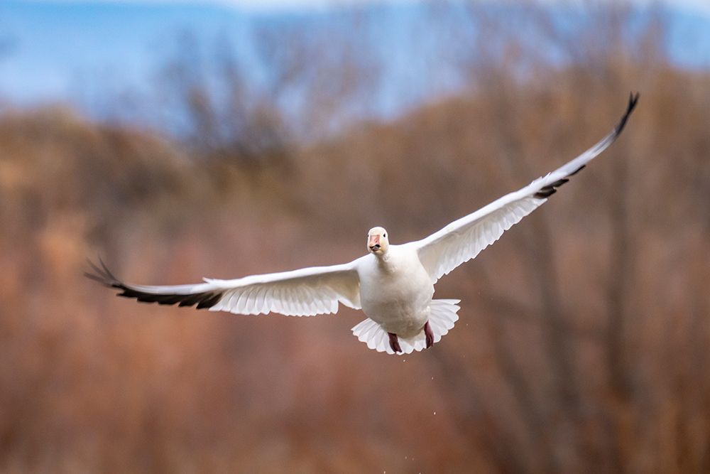 USA, New Mexico, Bosque Del Apache National Wildlife Refuge. Snow goose in flight. art print by Jaynes Gallery for $57.95 CAD