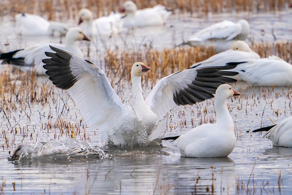 USA, New Mexico, Bosque Del Apache National Wildlife Refuge. snow goose landing splash. art print by Jaynes Gallery for $57.95 CAD