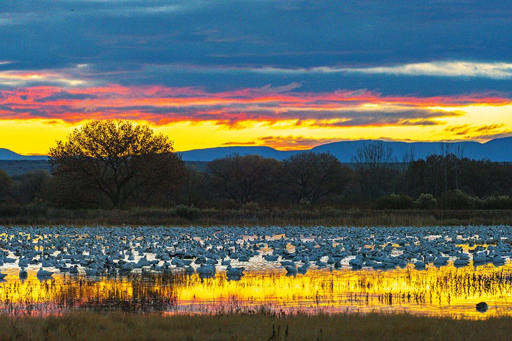 USA, New Mexico, Bosque Del Apache National Wildlife Refuge. Snow geese in water at sunrise. art print by Jaynes Gallery for $57.95 CAD