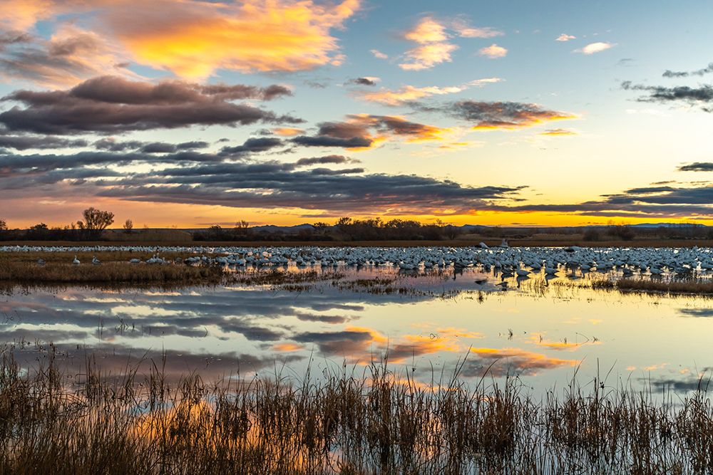 USA, New Mexico, Bosque Del Apache National Wildlife Refuge. Snow geese in water at sunrise. art print by Jaynes Gallery for $57.95 CAD