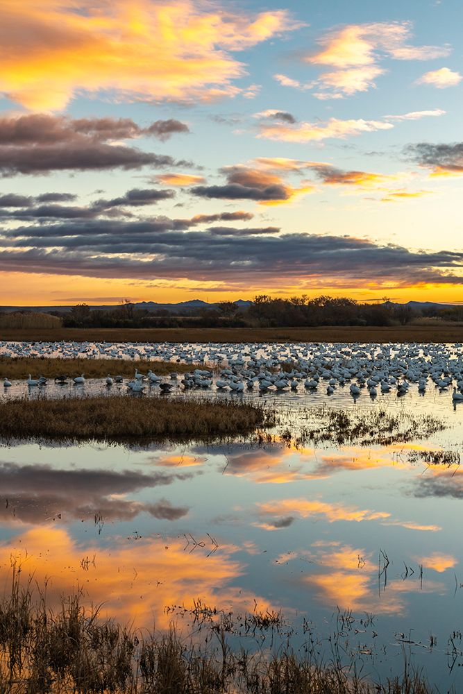 USA, New Mexico, Bosque Del Apache National Wildlife Refuge. Snow geese in water at sunrise. art print by Jaynes Gallery for $57.95 CAD