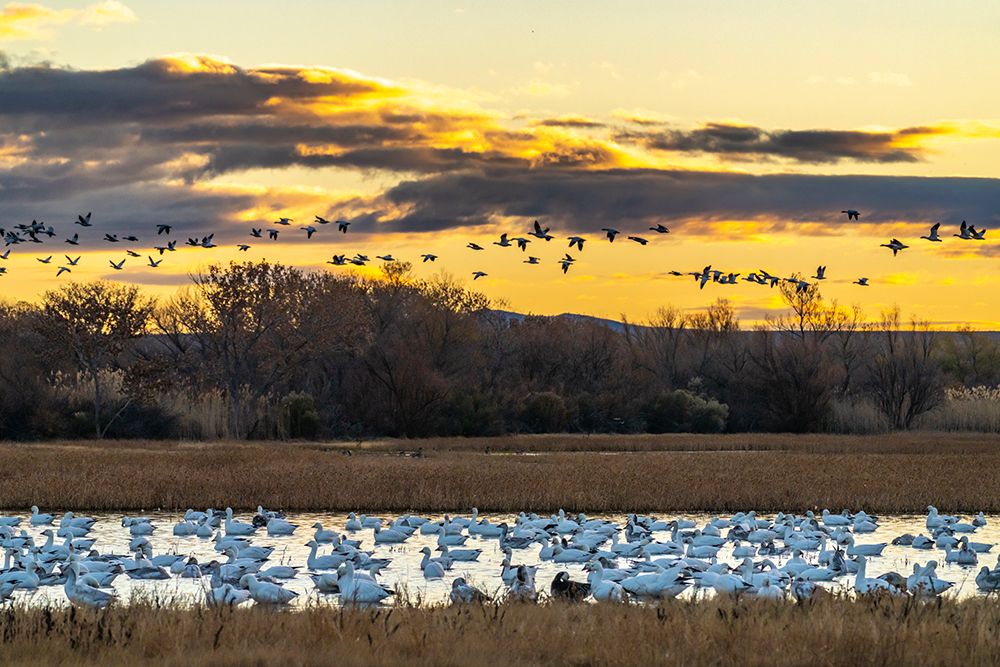 USA, New Mexico, Bosque Del Apache National Wildlife Refuge. Snow geese in water at sunrise. art print by Jaynes Gallery for $57.95 CAD