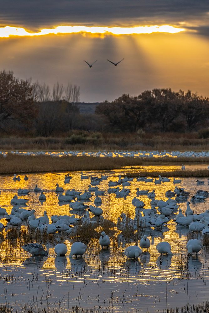 USA, New Mexico, Bosque Del Apache National Wildlife Refuge. Snow geese in water at sunrise. art print by Jaynes Gallery for $57.95 CAD