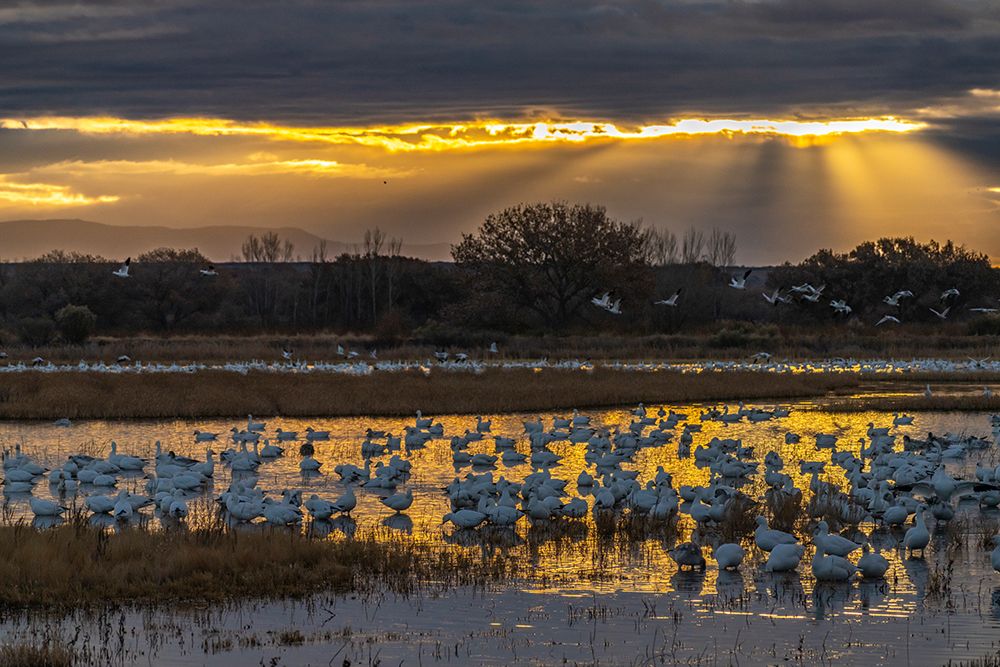 USA, New Mexico, Bosque Del Apache National Wildlife Refuge. Snow geese in water at sunrise. art print by Jaynes Gallery for $57.95 CAD