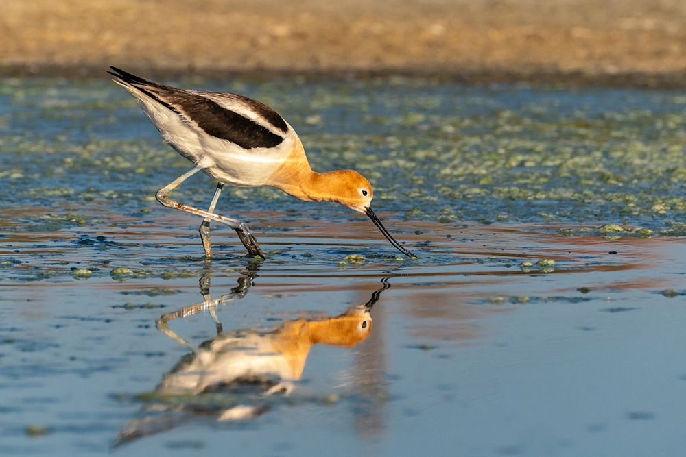 USA, New Mexico. American avocet feeding in marsh. art print by Jaynes Gallery for $57.95 CAD