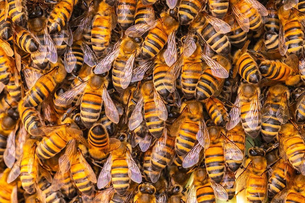 USA, New Mexico. Honey bees swarming. art print by Jaynes Gallery for $57.95 CAD